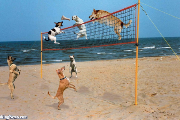 dog volleyball