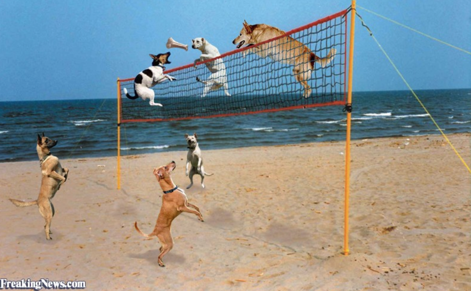 Pawsitively Awesome Beach Volleyball Plays By DOGS!